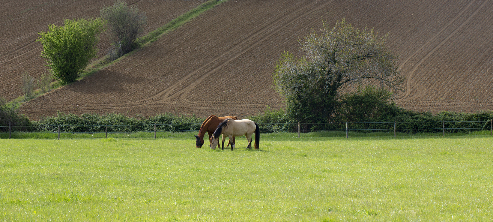 Prairie des écuries d'Estrade