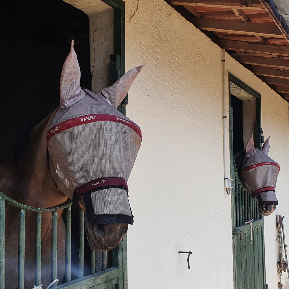 stabulation et paddock en sable des écuries d'Estrade